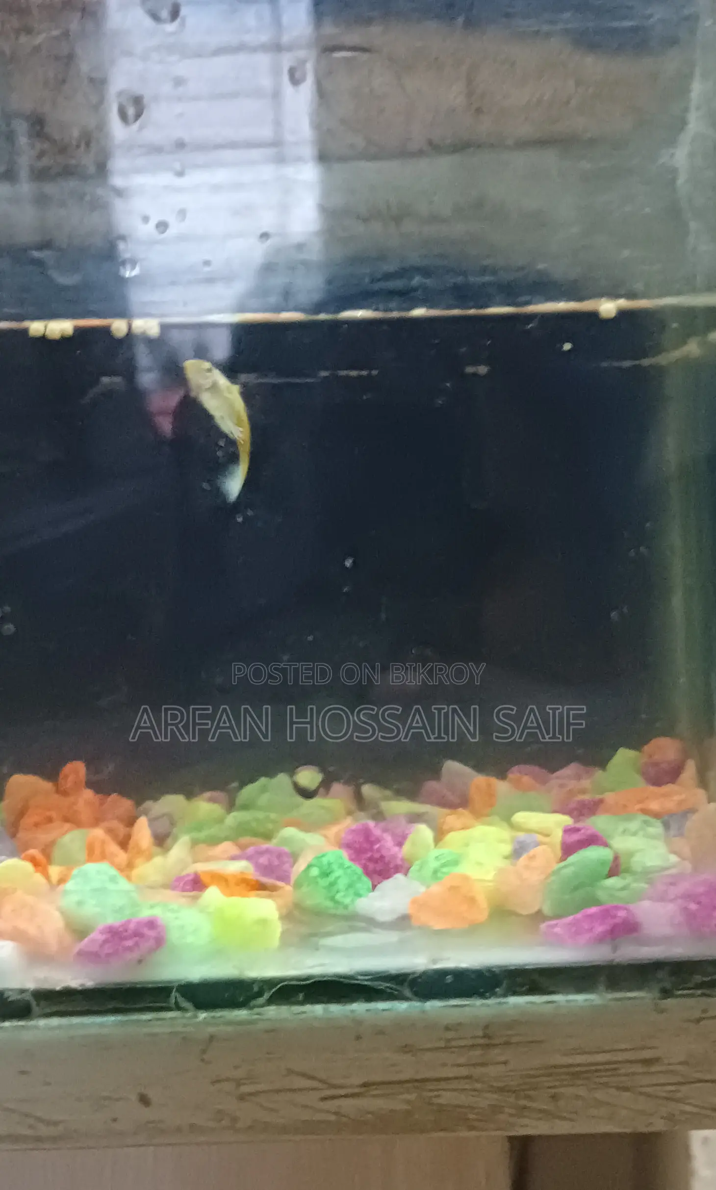 Good Guppy Fish