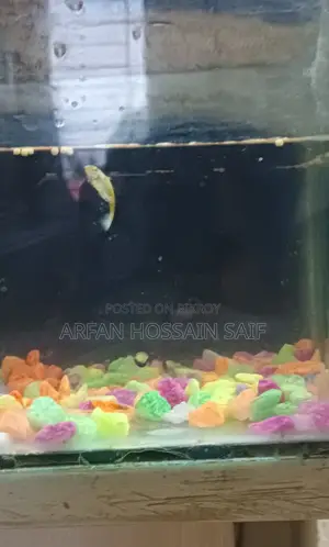 Good Guppy Fish