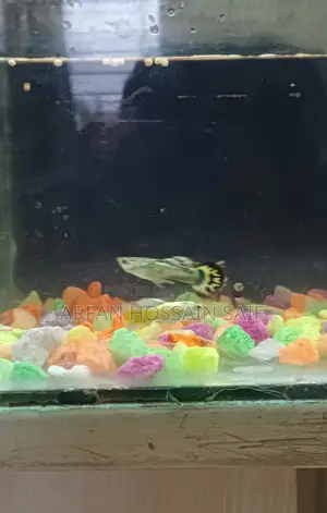 Good Guppy Fish
