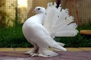 Lakha Pigeons for Sale
