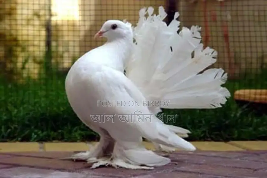 Lakha Pigeons for Sale