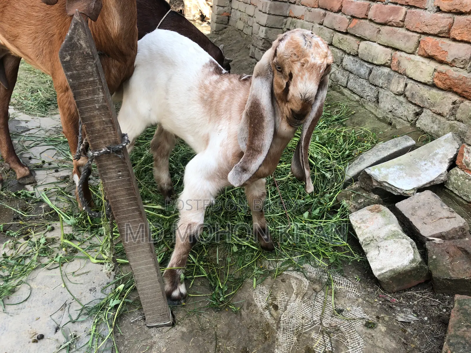 Totapuri Goat Kid for Sale