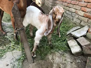 Totapuri Goat Kid for Sale