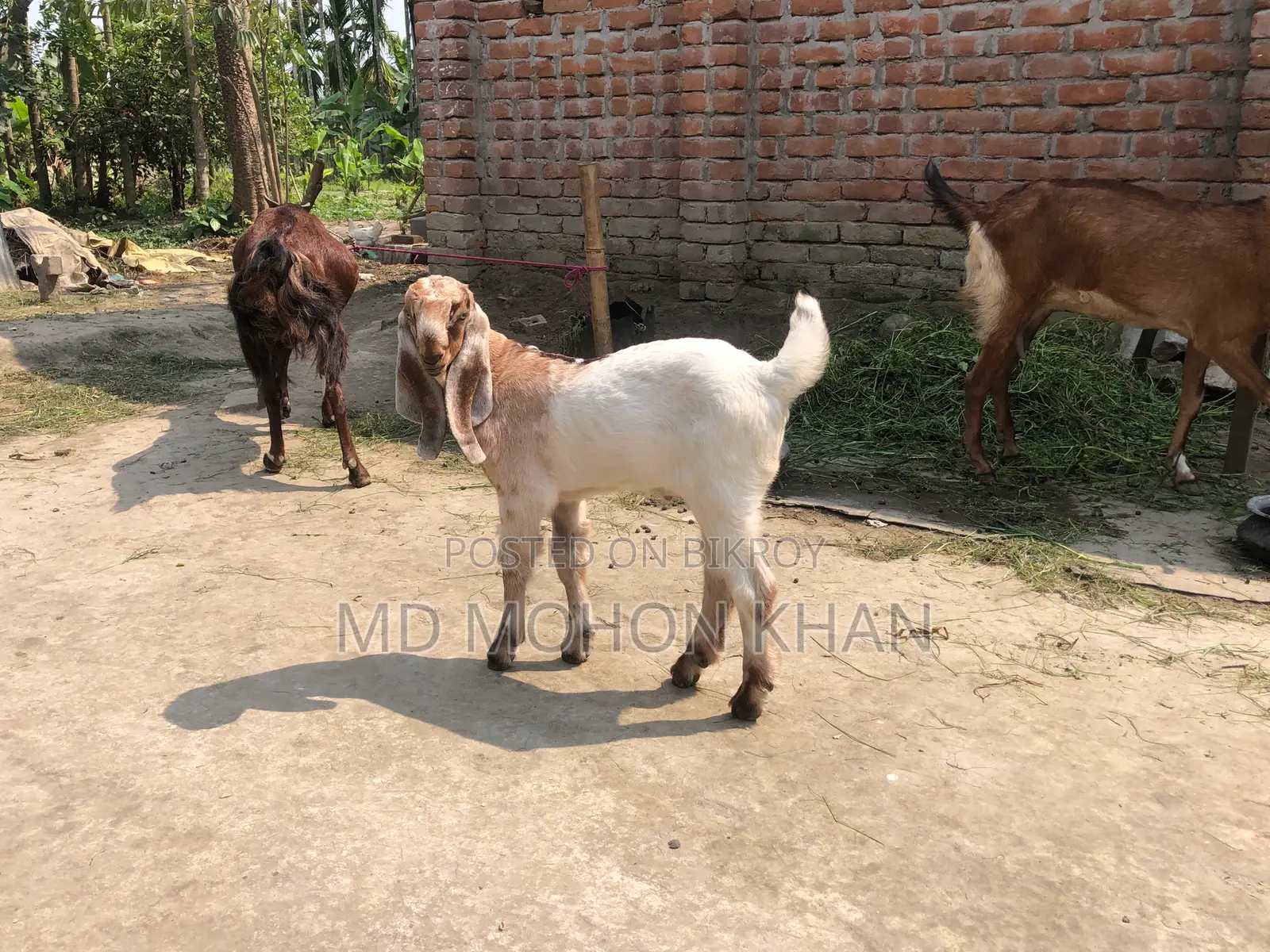 Totapuri Goat Kid for Sale