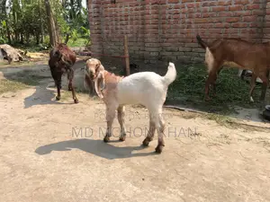 Totapuri Goat Kid for Sale