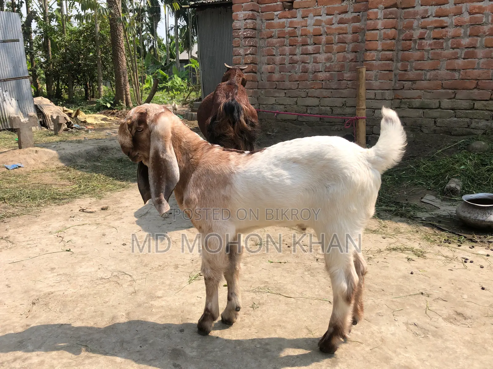 Totapuri Goat Kid for Sale