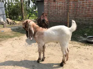 Totapuri Goat Kid for Sale