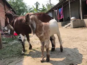 Totapuri Goat Kid for Sale