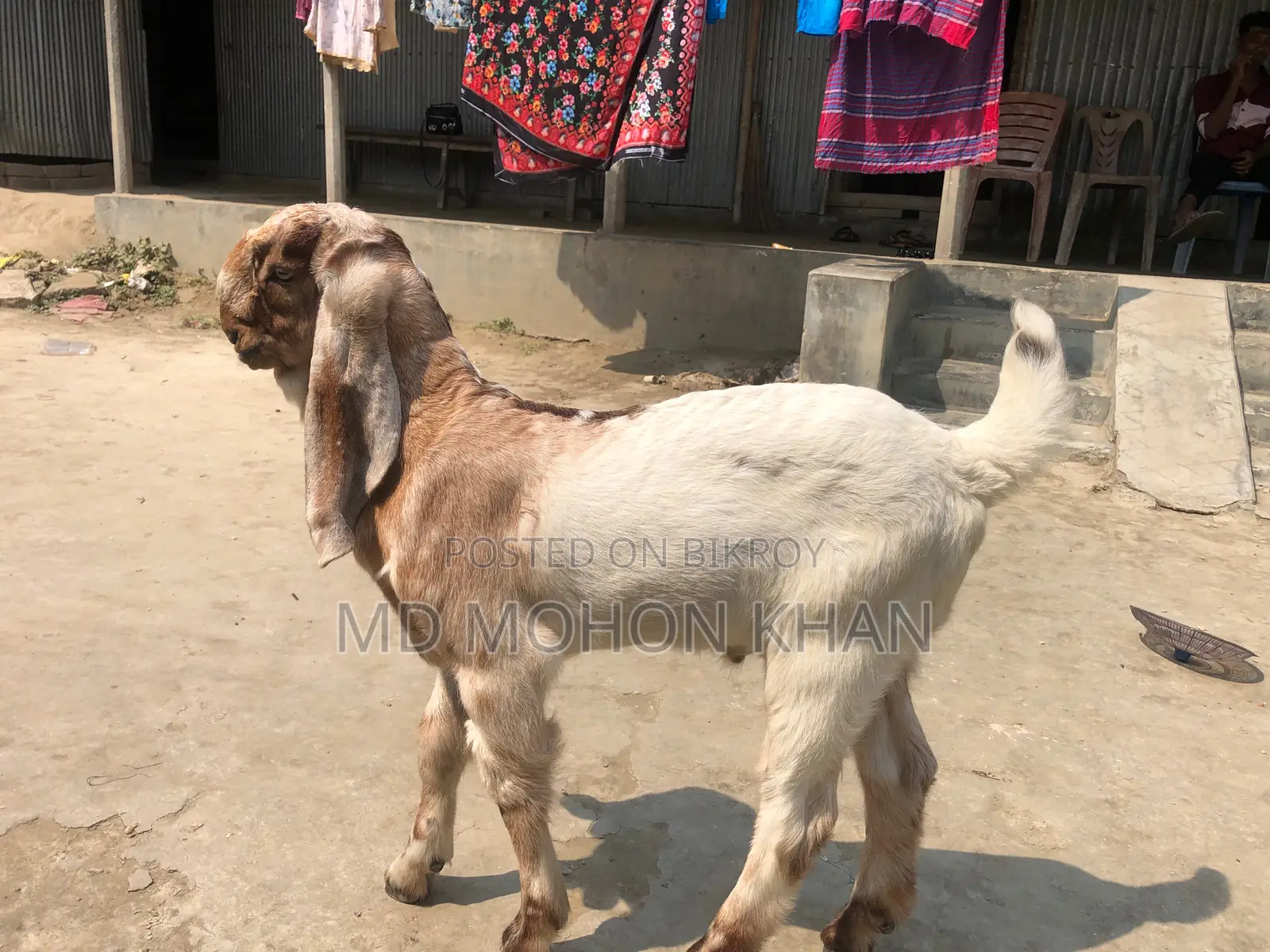Totapuri Goat Kid for Sale