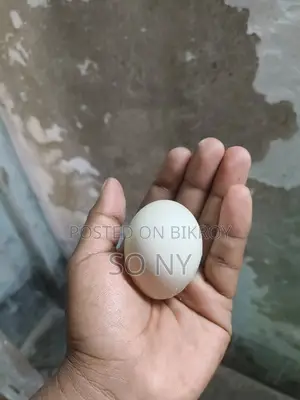 Chinese Duck Eggs