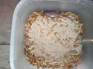 মেল ওয়াম