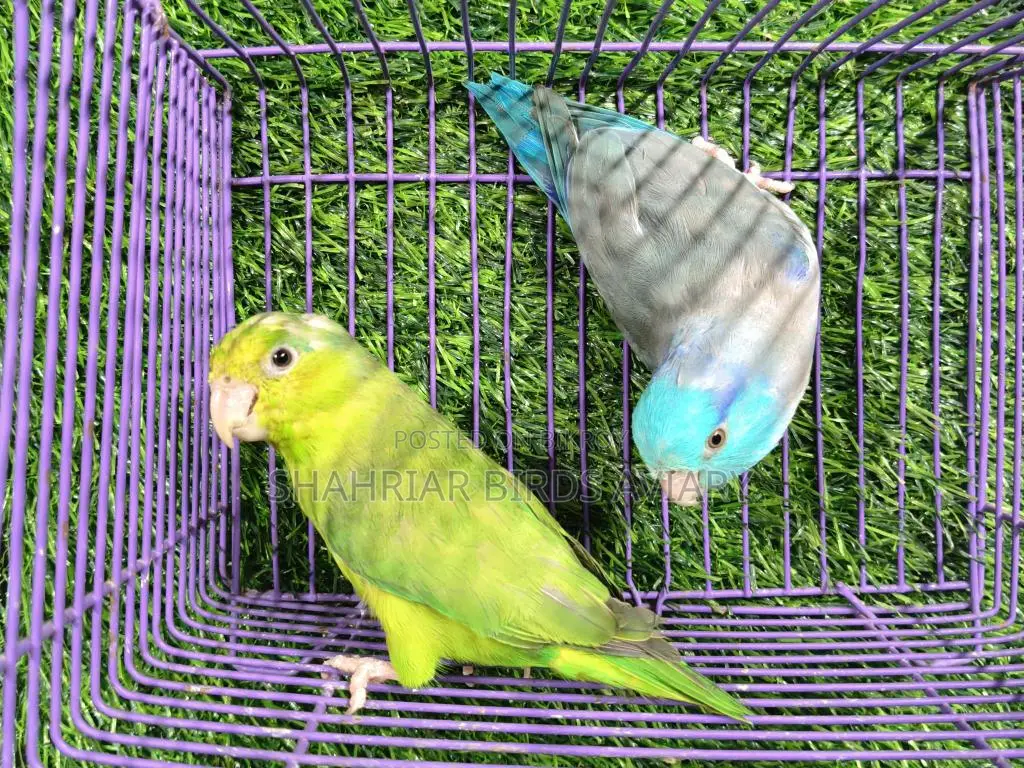 Parakeet Birds