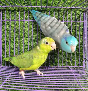 Parakeet Birds