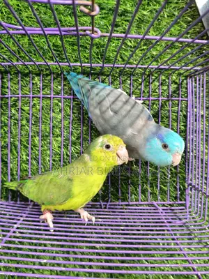 Parakeet Birds