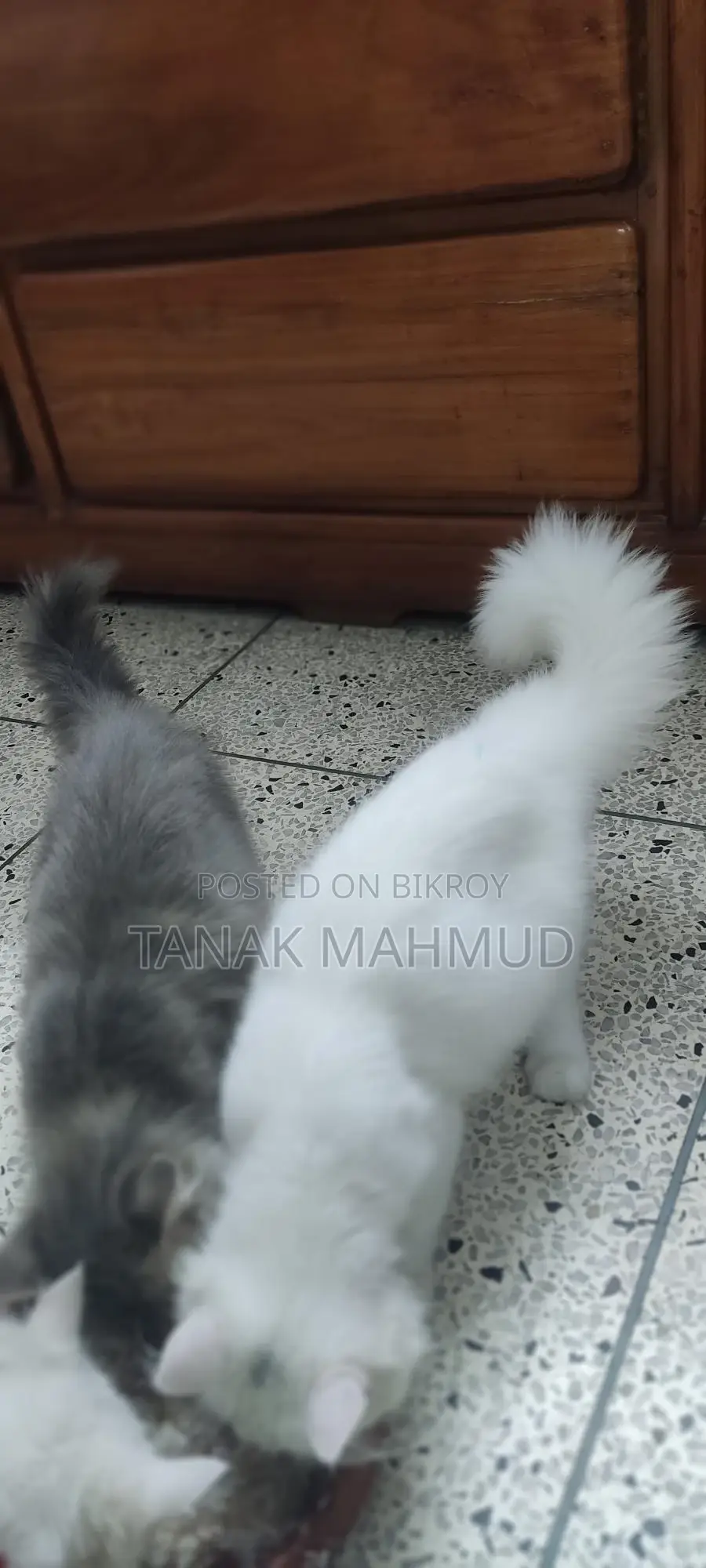 3-6 Months Male Purebred Persian