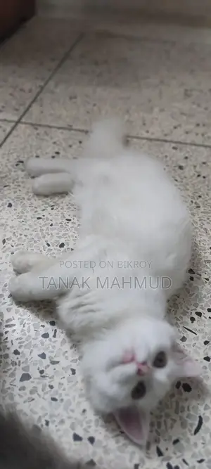 3-6 Months Male Purebred Persian