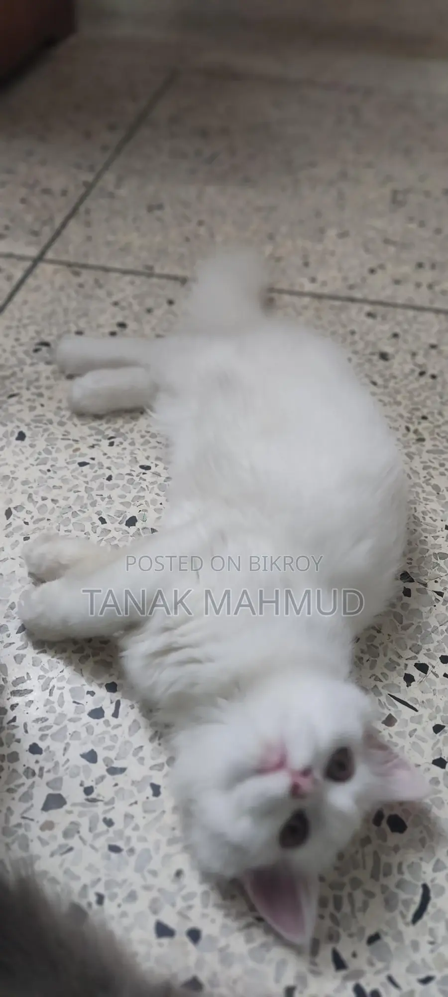 3-6 Months Male Purebred Persian