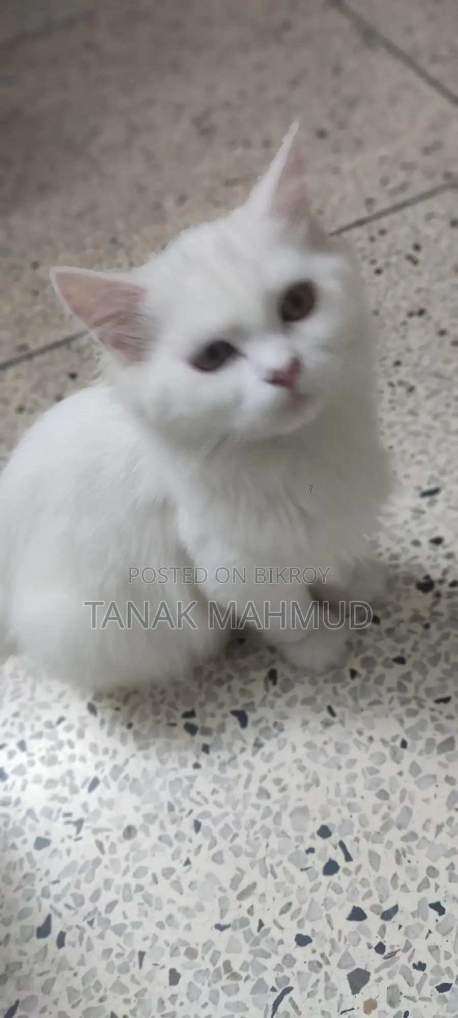 3-6 Months Male Purebred Persian