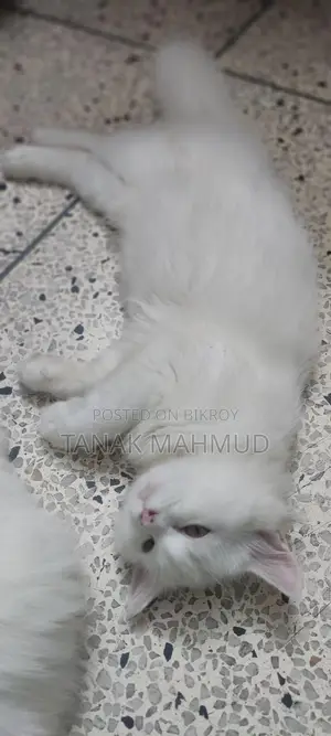 3-6 Months Male Purebred Persian