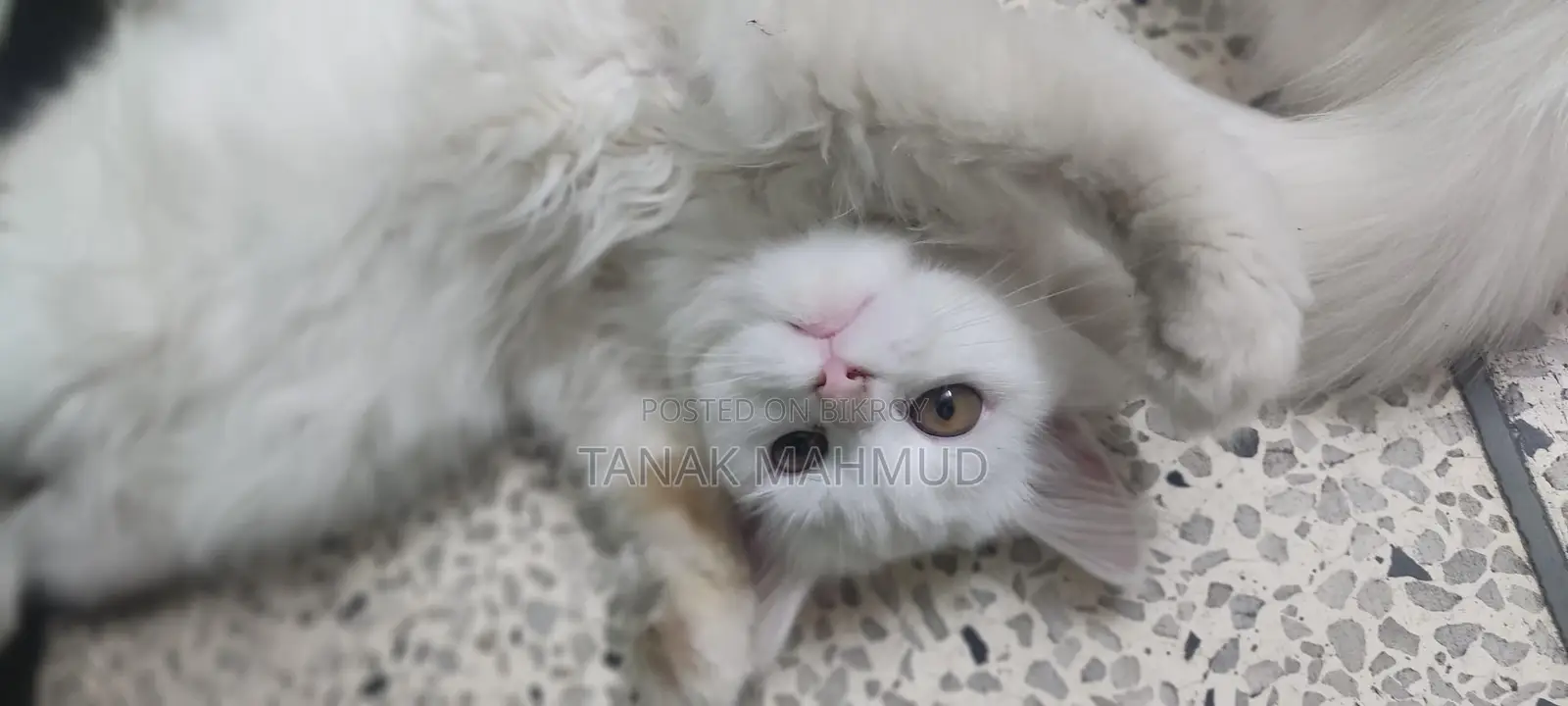 3-6 Months Male Purebred Persian