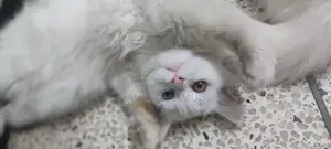 3-6 Months Male Purebred Persian