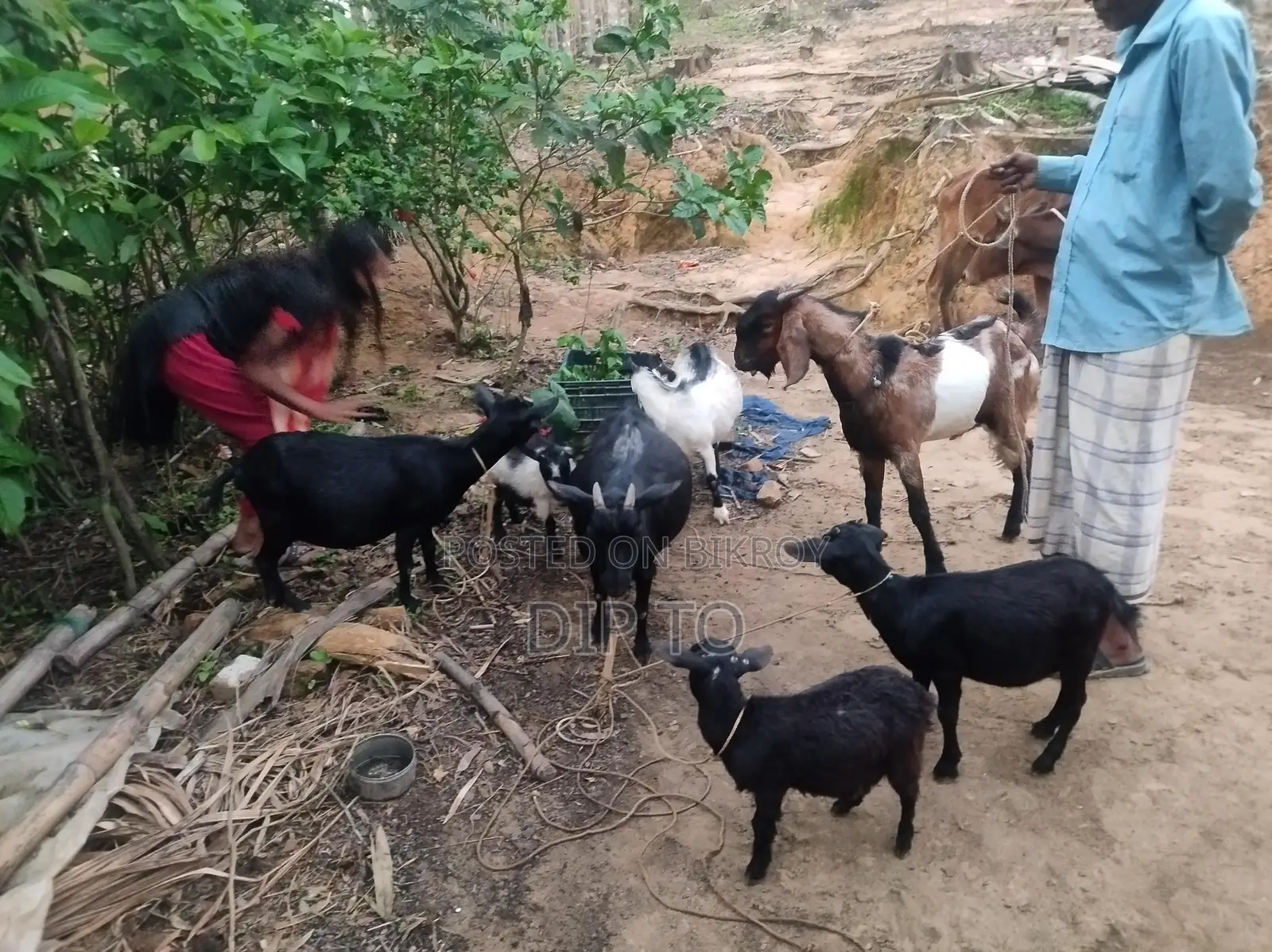 3 Large Black Bengal Goats and 1 Haryana Cross Buck