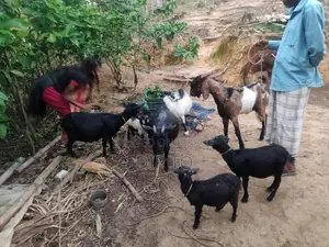 3 Large Black Bengal Goats and 1 Haryana Cross Buck