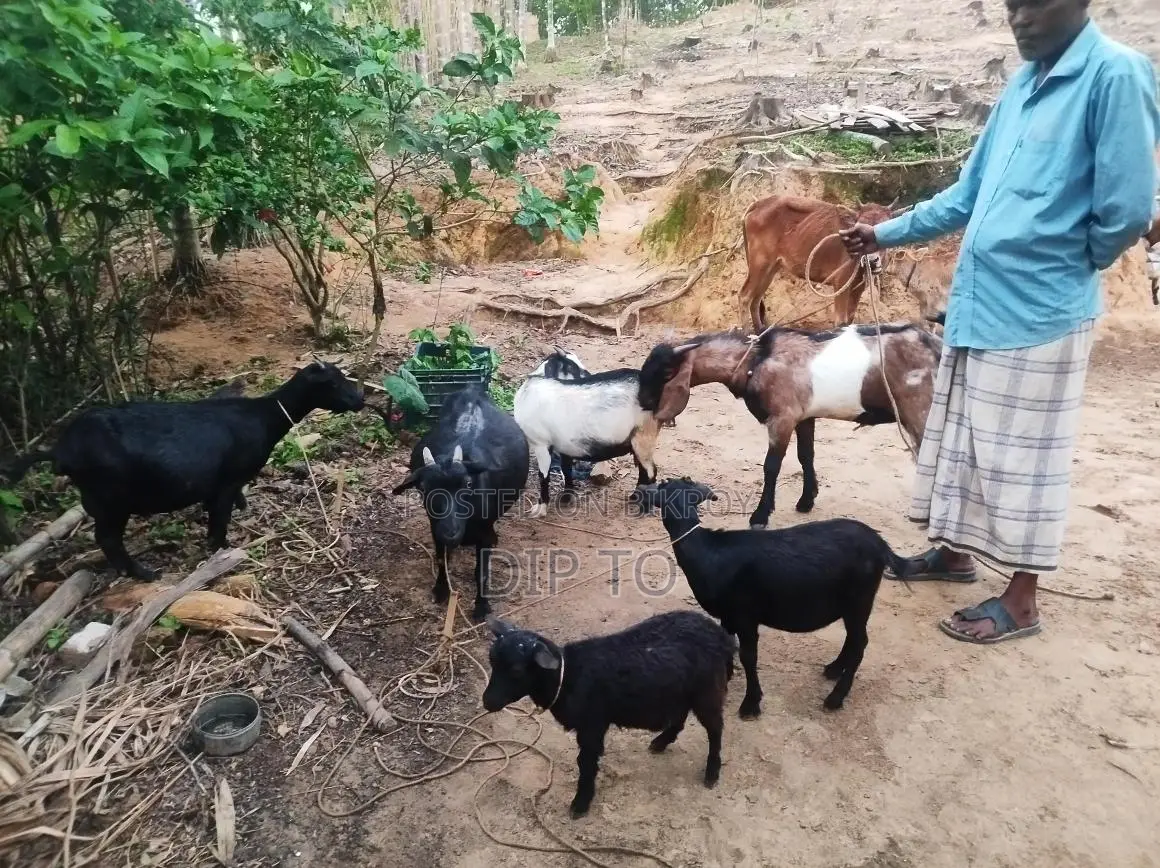 3 Large Black Bengal Goats and 1 Haryana Cross Buck