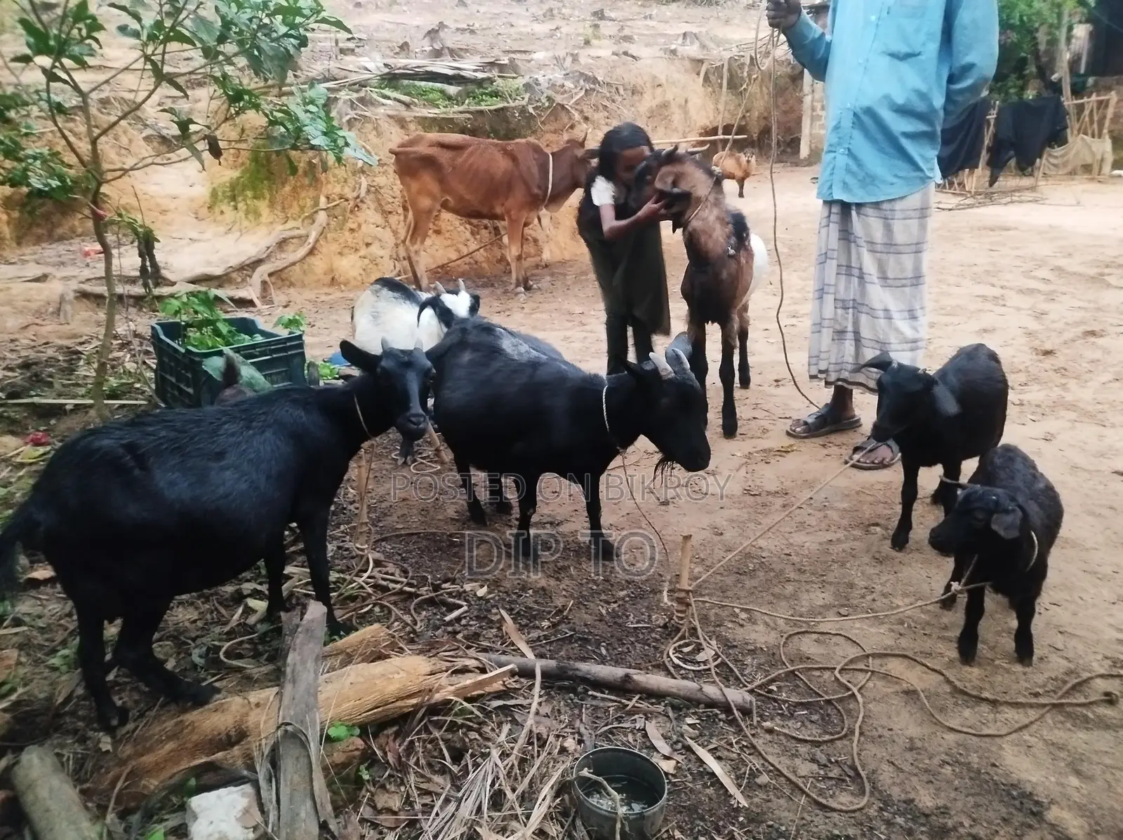 3 Large Black Bengal Goats and 1 Haryana Cross Buck