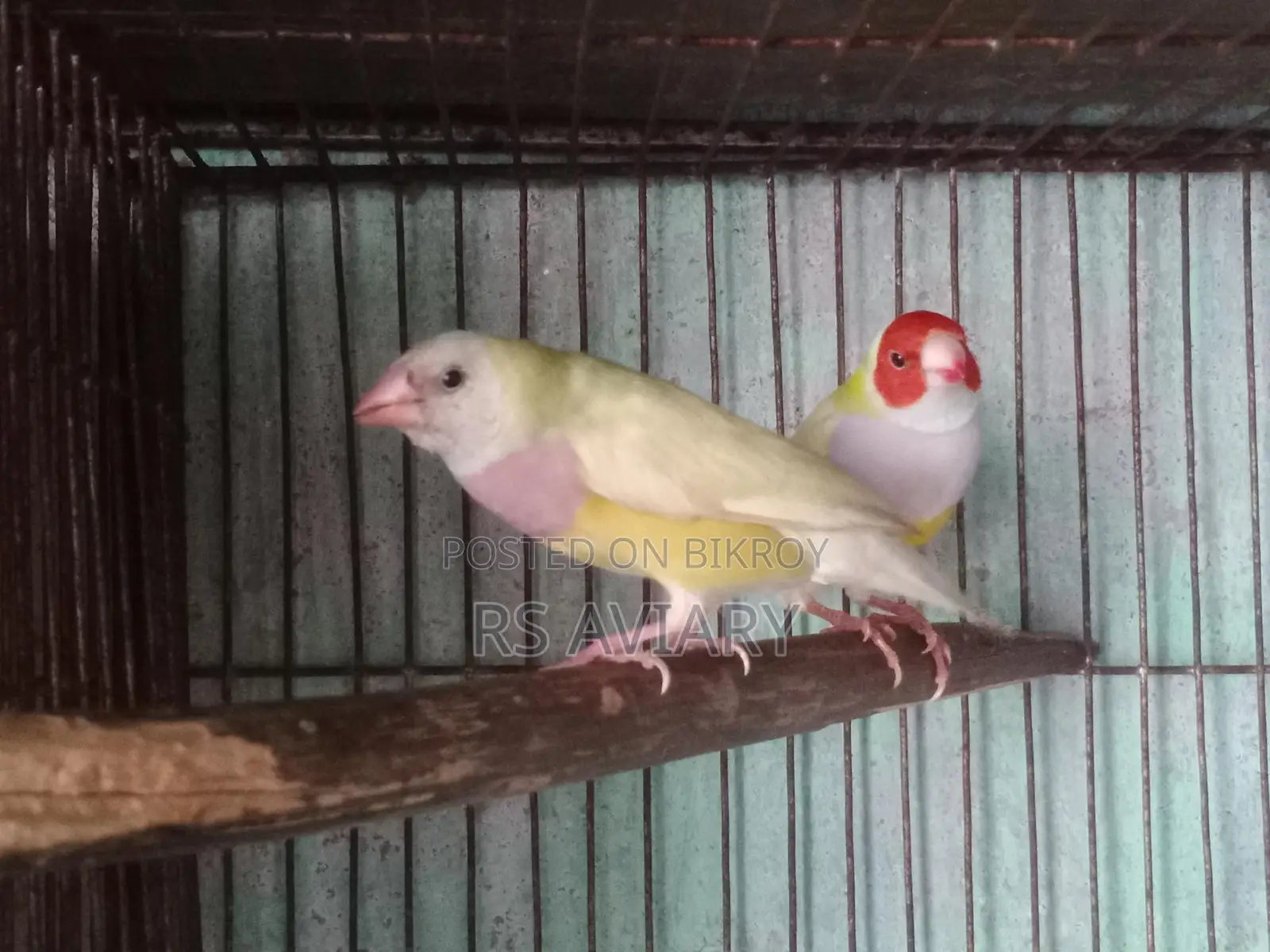 Gouldian Running Pair