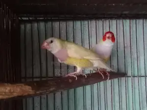Gouldian Running Pair