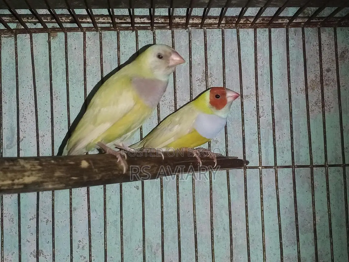 Gouldian Running Pair