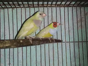 Gouldian Running Pair