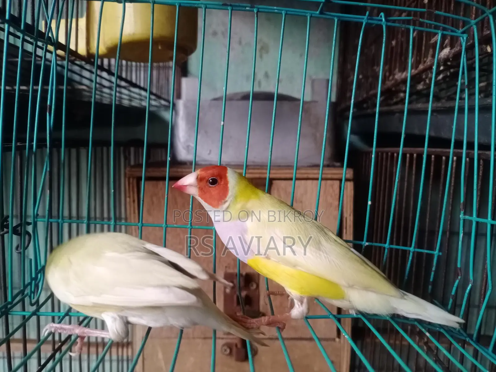 Gouldian Running Pair