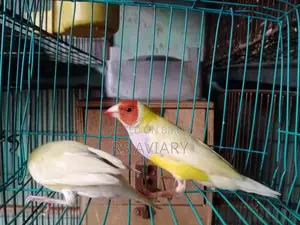 Gouldian Running Pair