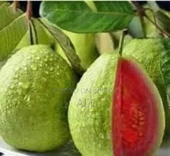 Madhabi Guava saplings for sale.