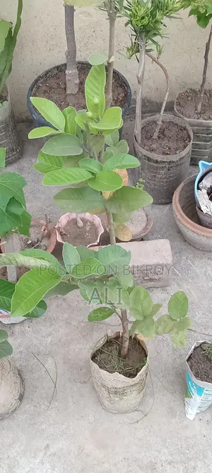 Madhabi Guava saplings for sale.