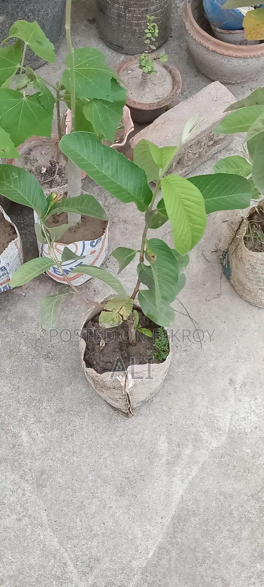 Madhabi Guava saplings for sale.