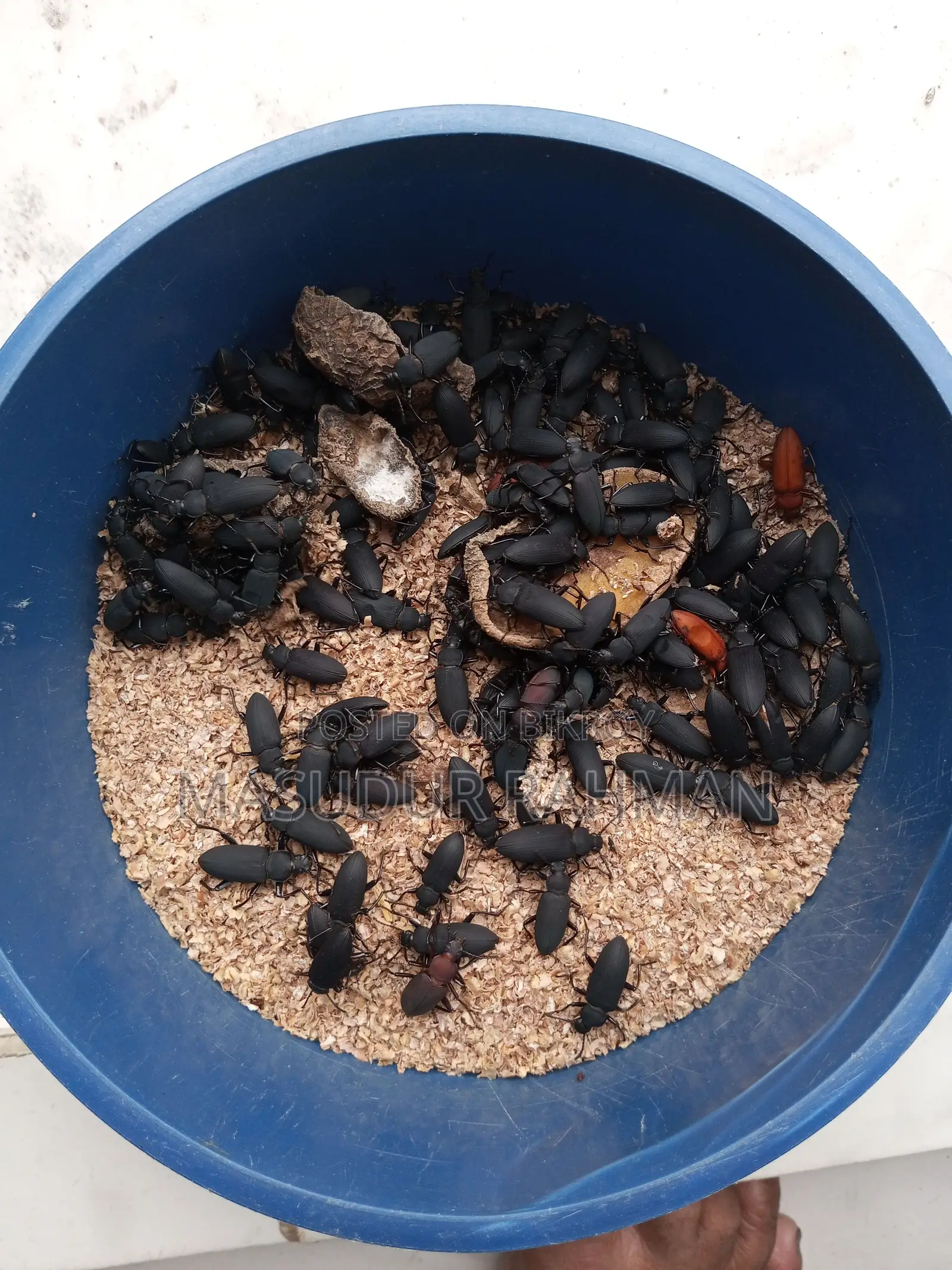 Beetle Mother