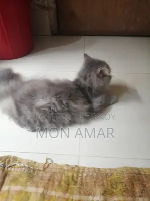 একটি বিড়াল বিক্রয় হবে,