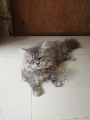 একটি বিড়াল বিক্রয় হবে,
