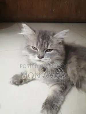 একটি বিড়াল বিক্রয় হবে,