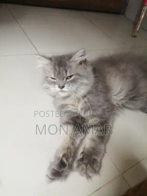 একটি বিড়াল বিক্রয় হবে,