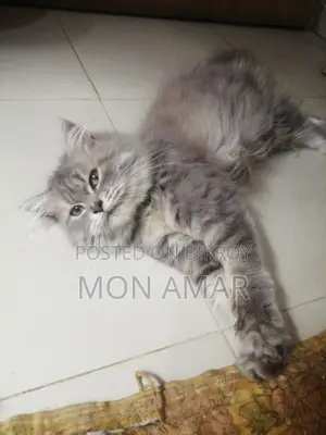 একটি বিড়াল বিক্রয় হবে,