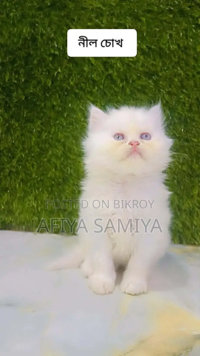 পারসিয়ান বিড়ালের বাচ্চা