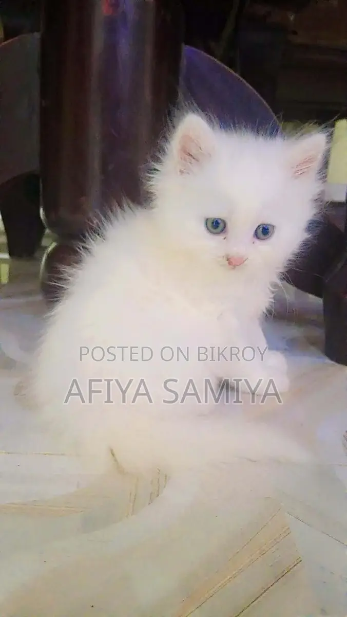 পারসিয়ান বিড়ালের বাচ্চা