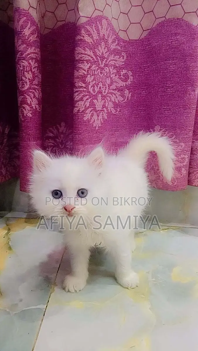 পারসিয়ান বিড়ালের বাচ্চা