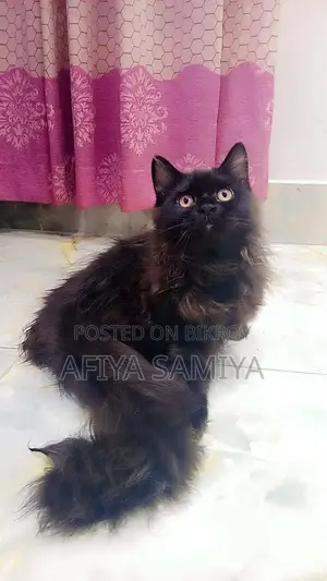 পারসিয়ান বিড়ালের বাচ্চা