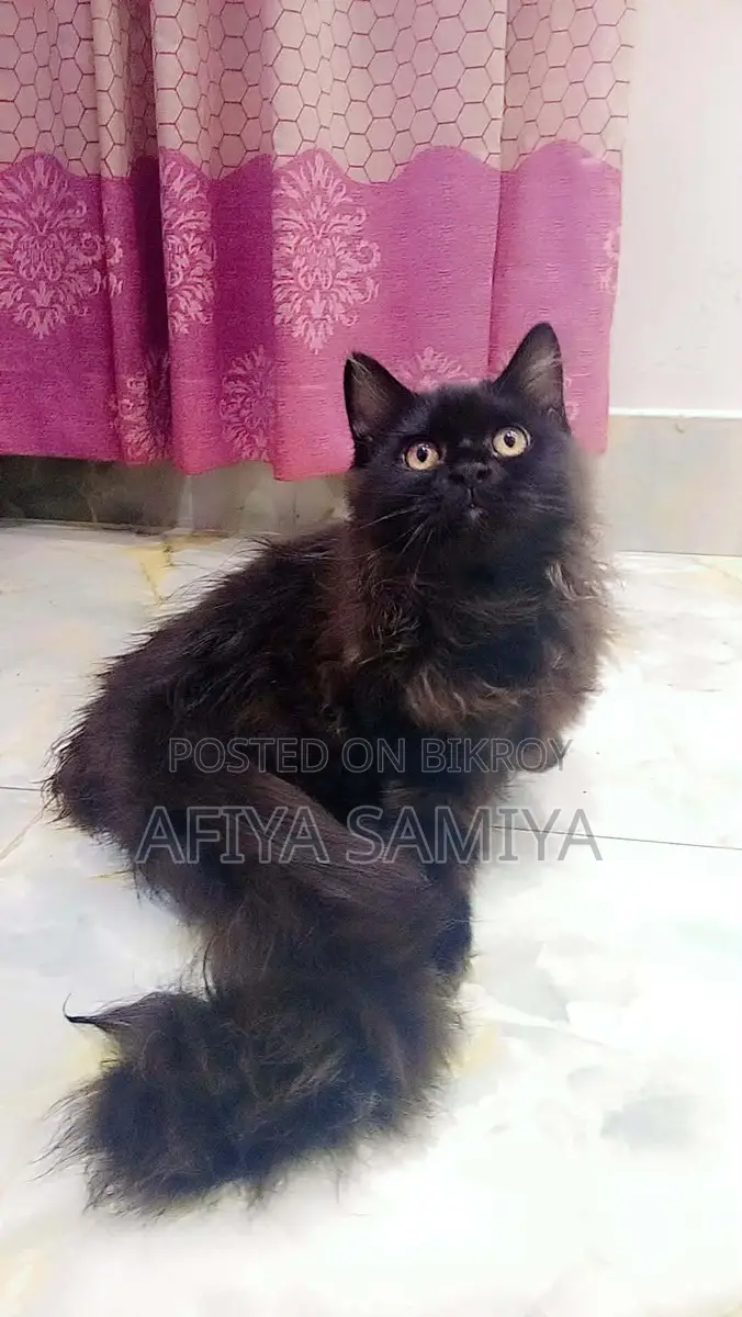 পারসিয়ান বিড়ালের বাচ্চা