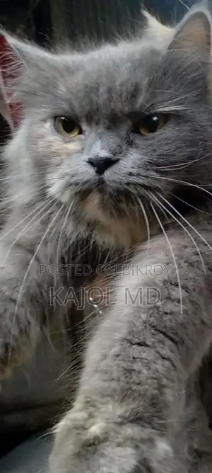 Cat for Sale